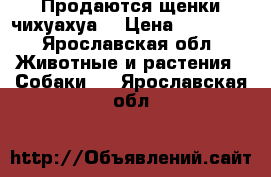 Продаются щенки чихуахуа. › Цена ­ 11 000 - Ярославская обл. Животные и растения » Собаки   . Ярославская обл.